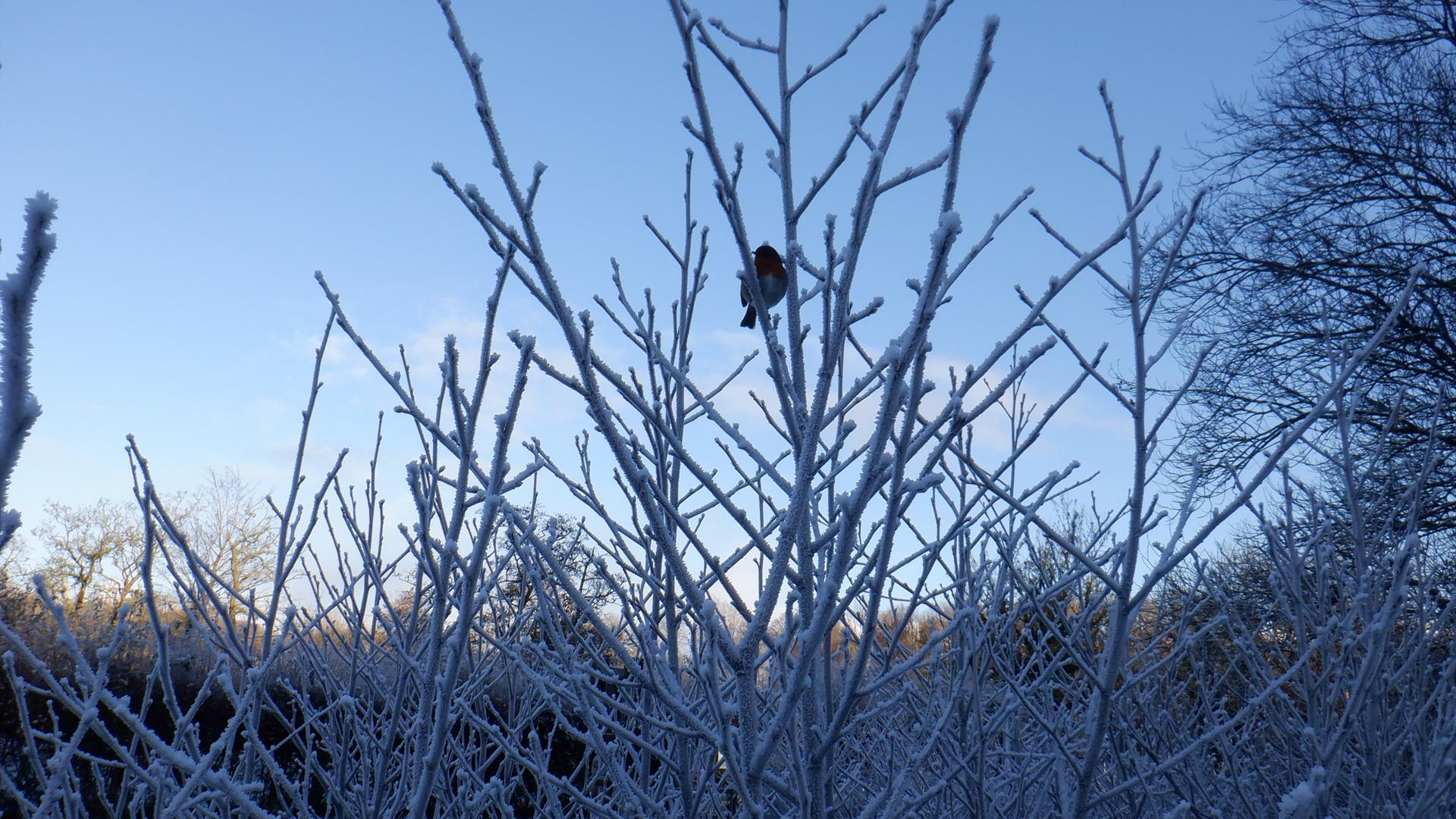 Winter Wildlife Trail