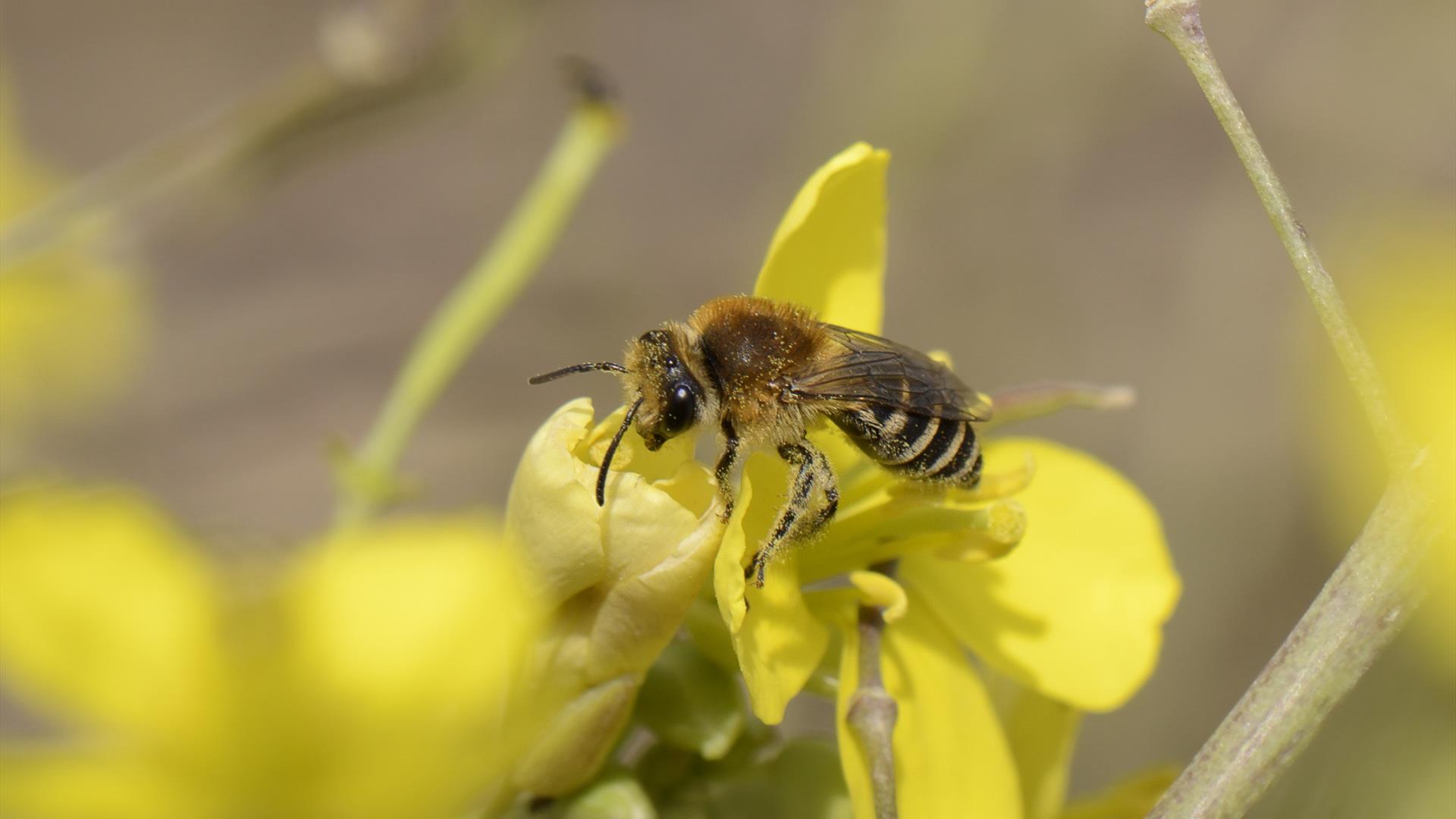 Heather Mining Bee