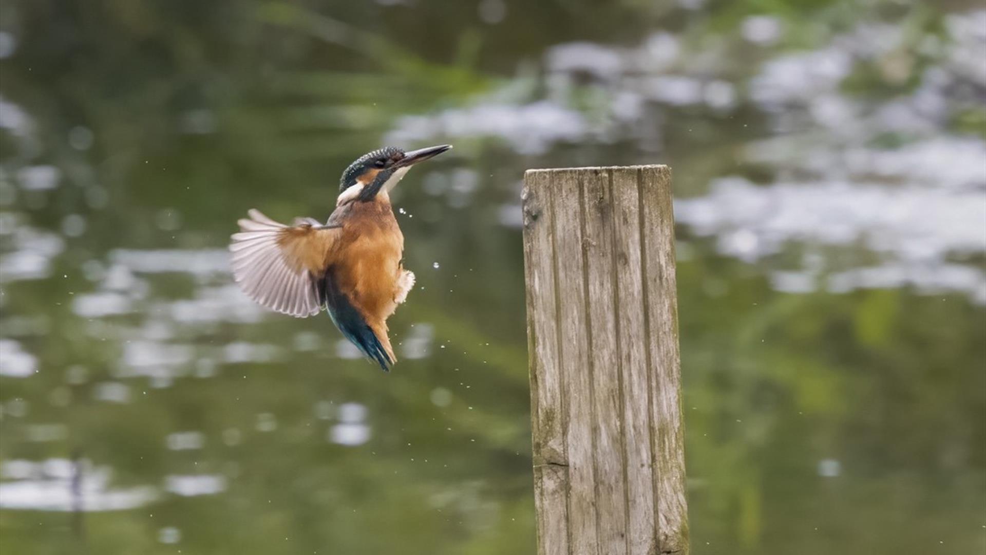 Belfast’s Window on Wildlife (WOW)