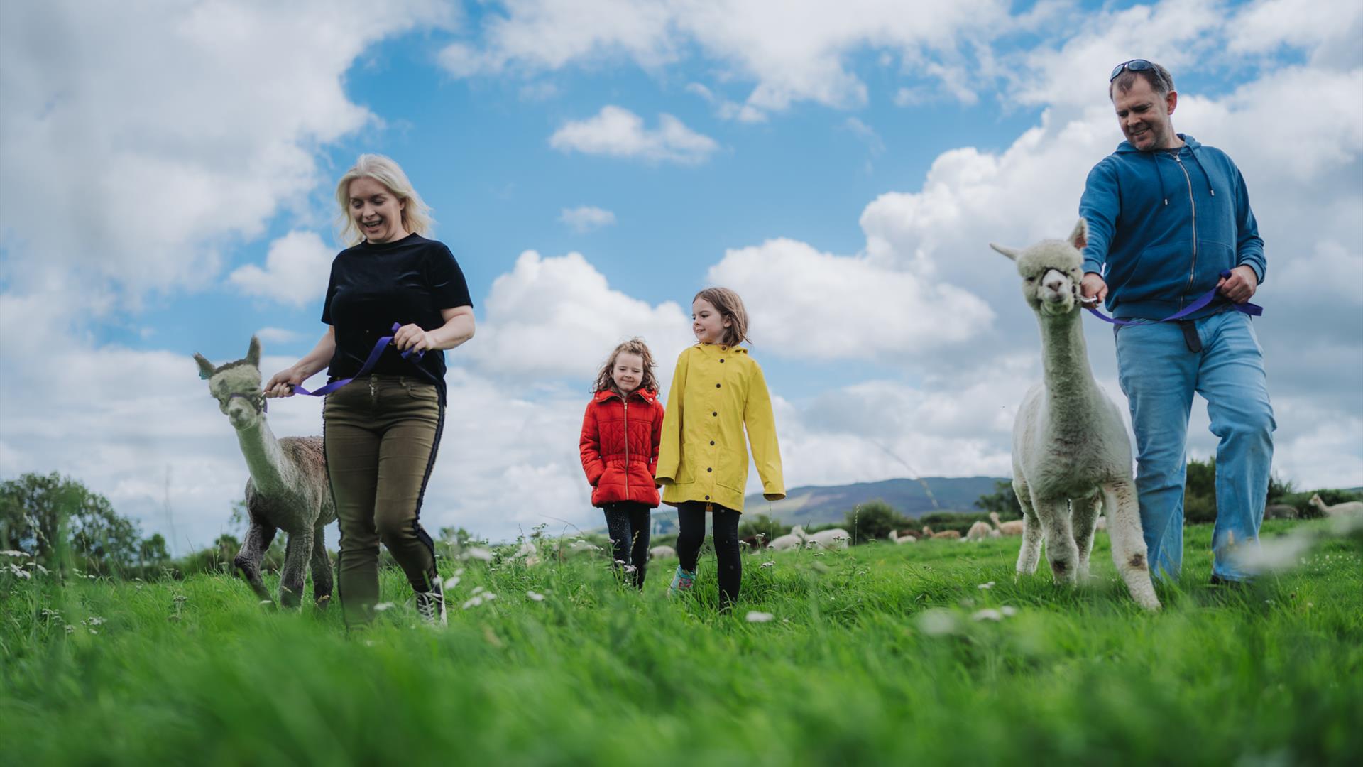 Fabulous group of guests trekking with so many alpacas in field in sunshine