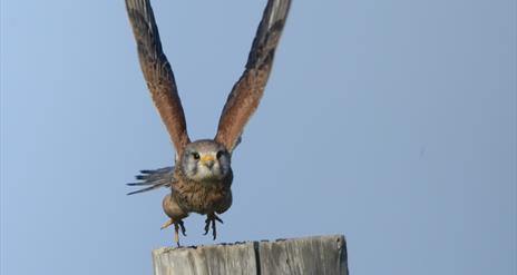 Falcon flying toward post.