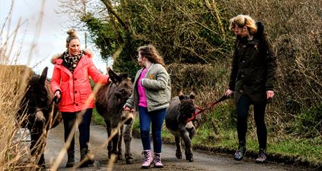 three donkeys and trekkers along road