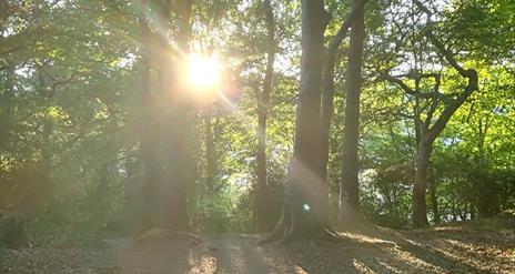 Forest bathing