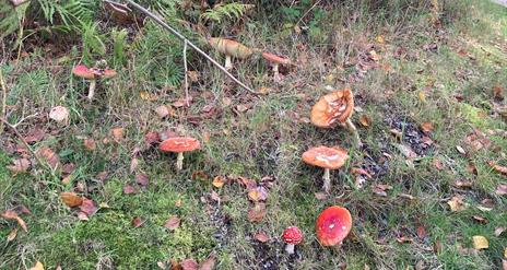 Foraging Funghi  in Finnebrogue Woods