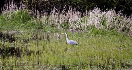 Quoile Pondage Nature Reserve and Countryside Centre