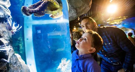 a boy and his dad looking at a sea creature in the tank