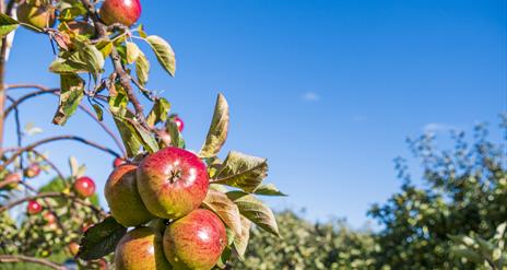 Apples at Ardress