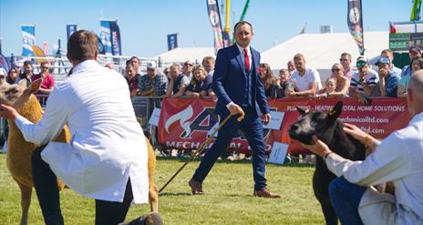 Judge makes his way down the line of sheep exhibitors in the ring at the Balmoral Show.