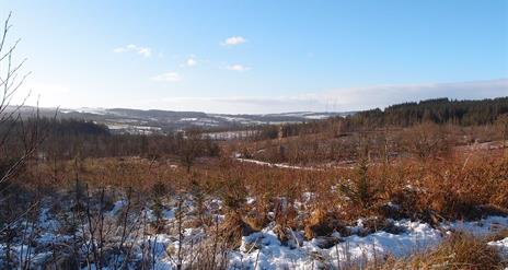 Crocknagrally Forest