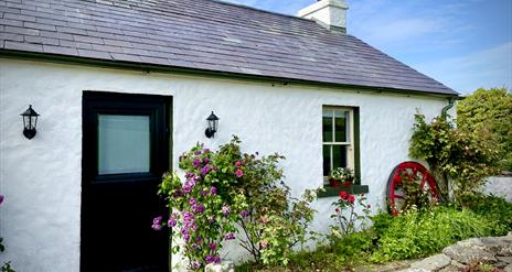 Dunnaglea Cottage taken from the front left. The one-storey cottage has a half-leaf front door, and has rose bushes outside.