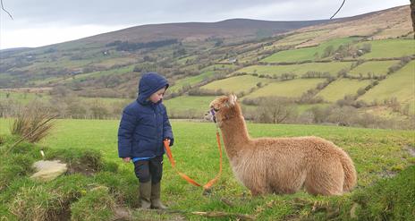 Sperrin alpacas