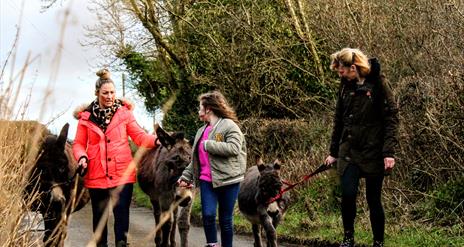 three donkeys and trekkers along road