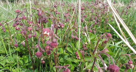 water avens
