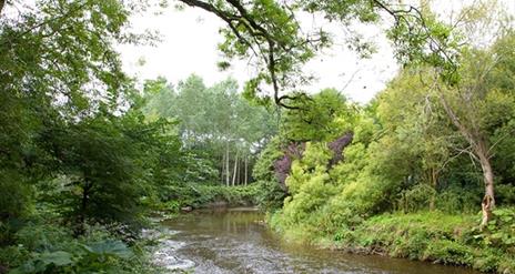 A river flowing through a forest with trees hanging over.