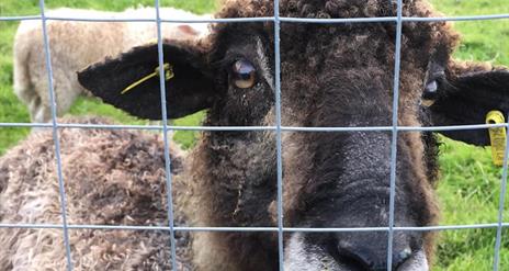 Fermanagh Fun Farm