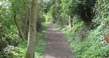 A forest path surrounded by trees.