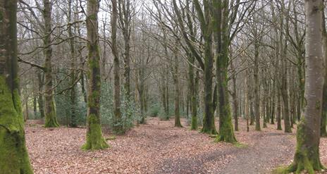 Moydamlaght Forest - Short Trail