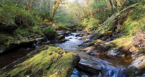 Ness and Ervey Woods Nature Reserves