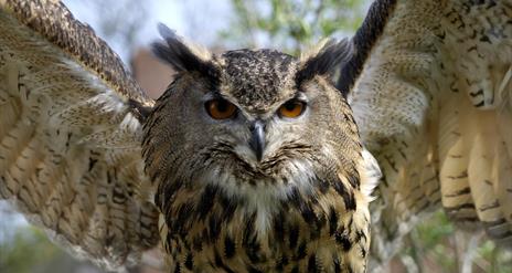 A closeup picture of an eagle owl flapping its wings.