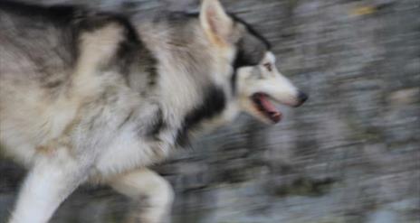 Meet the Direwolves from Game of Thrones®  – Winterfell Tours