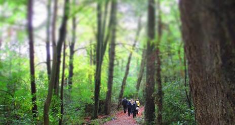 Blessingbourne Woodland Walk