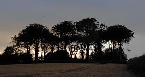 Trees with the sun setting in the background