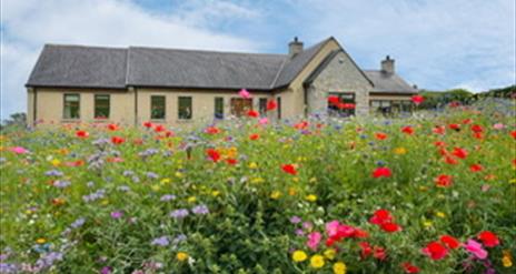 Beautiful modern bungalow with wild flowers growing in the garden