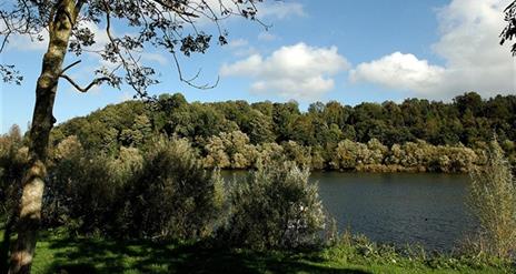 Mountsandel Wood