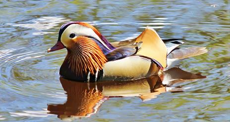 Broughshane Waterfowl Park