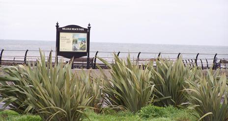 Photo of shrubs and reeds along Millisle promenade with water in the distance