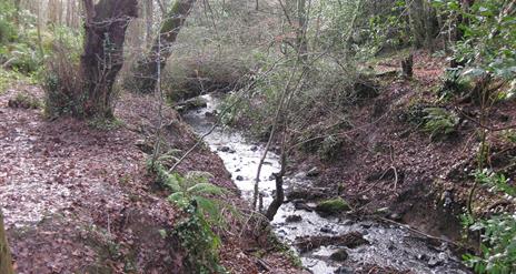 Oakfield Glen and Bashfordsland Wood Walk