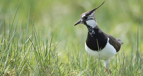 Portmore Lough Nature Reserve