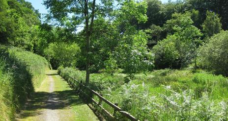 Glenmore Scenic Walk