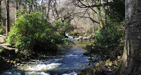 Tollymore Forest Park - River Trail