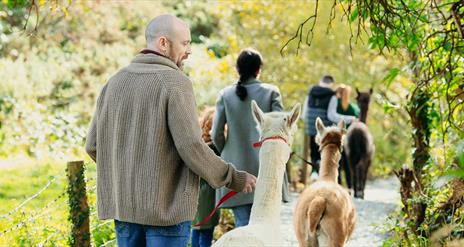 Group taking part in Alpaca Trekking at Ballyburren Outdoor Escapes