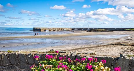 A photo of Ballywalter harbour on a bright day with pink flowers to the forefront of the image