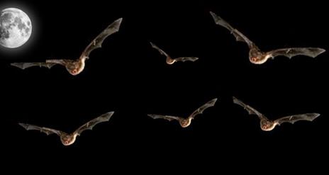 Bats Along the Lagan