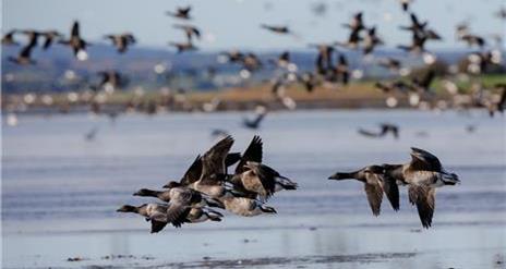 Brent Geese flying over the waters at Strangford Lough