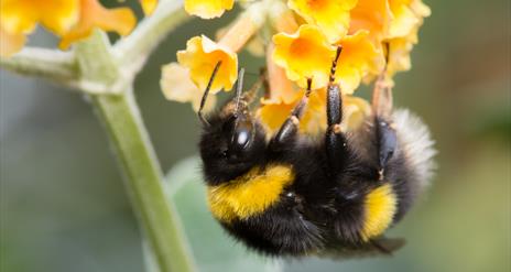 A bee on a flower.