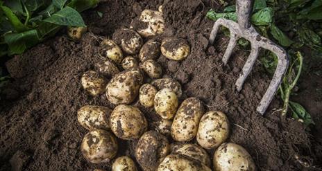 Fork digging up fresh Comber Earlies potatoes from the earth