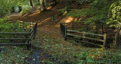 Leafy pathway through the country park