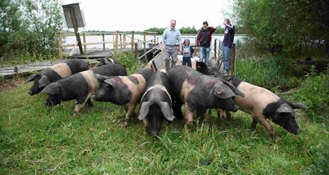 Fermanagh Black Bacon