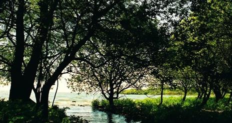 A wooded area with a river flowing into a lake.