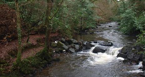 A forested glen with a path and a waterfall.