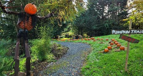 Halloween Pumpkin Patch