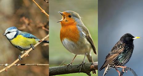 Talk by Clive Scoular: Birds of Scotland and Northern Ireland
