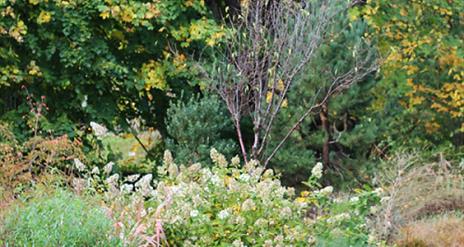 Gardens in autumn bloom