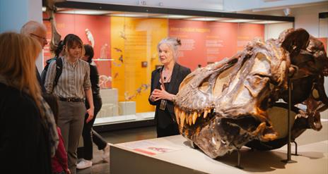 A replica dinosaur skull in the Ulster Museum