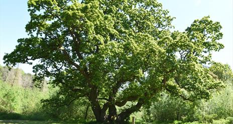 Hidden History in Lagan Valley Regional Park