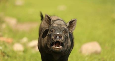 Pot Bellied Pig